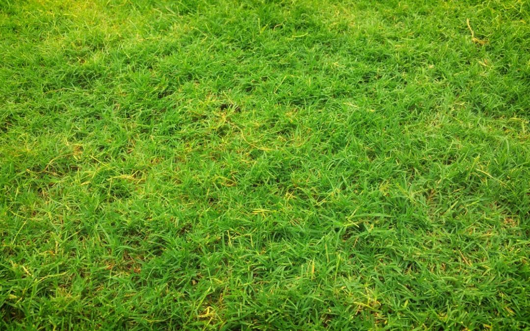 Factors That Lead To Residents Investing In Synthetic Turf In Sydney