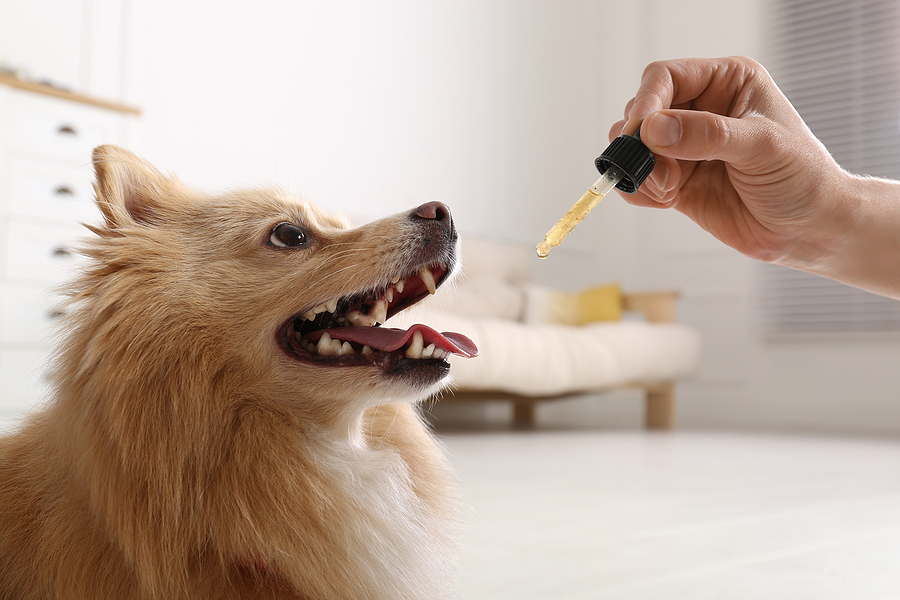 Using Hemp Oil to Ease Your Dog’s Aches and Pains